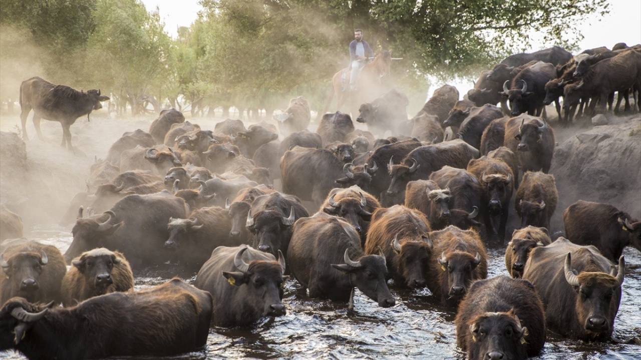 Tabiat ve Fotoğraf Rehberi Nuri Çorbacıoğlu, yaptığı açıklamada, Hürmetçi Sazlığı`nın, çevresindeki köyleri her yönden, özellikle de hayvancılık açısından beslediğini söyledi.