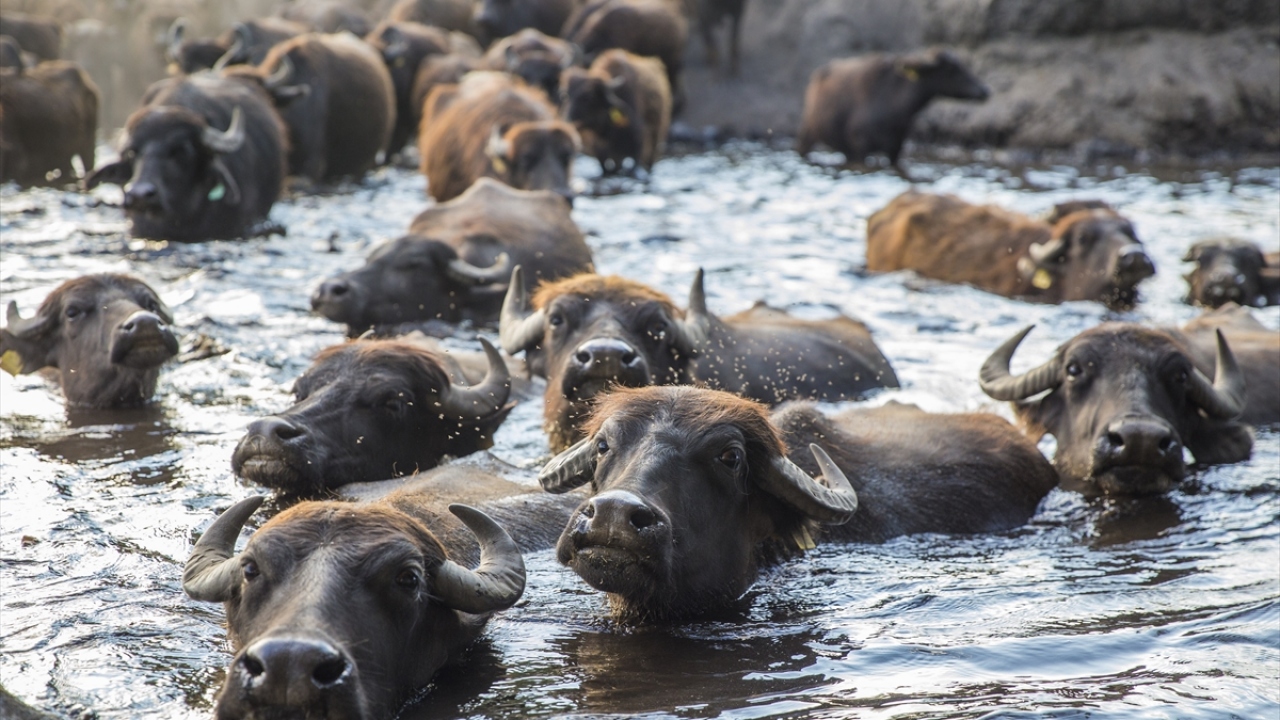 "Görsel bir şölen var"