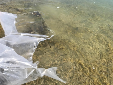 Seydişehir'deki barajlara 35 bin yavru sazan bırakıldı