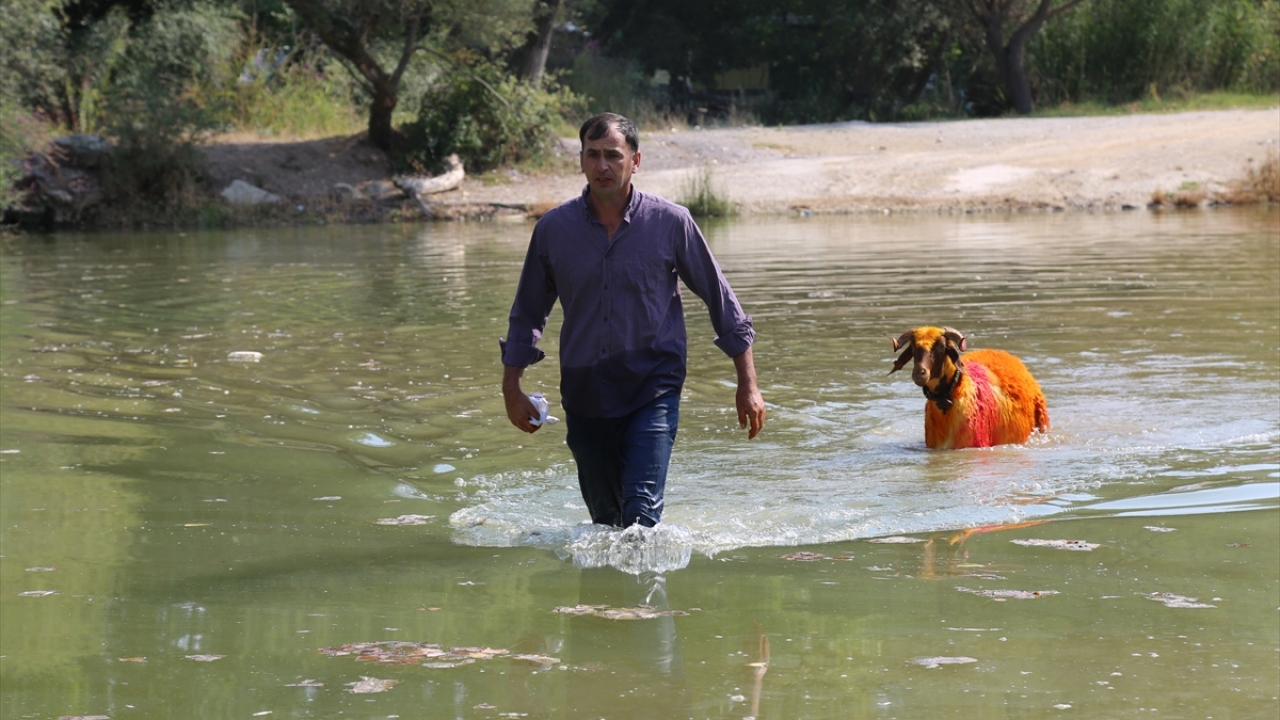 Bu şartı kabul eden çoban, denildiği gibi koyunları su içirmeden karşıya geçirir. 