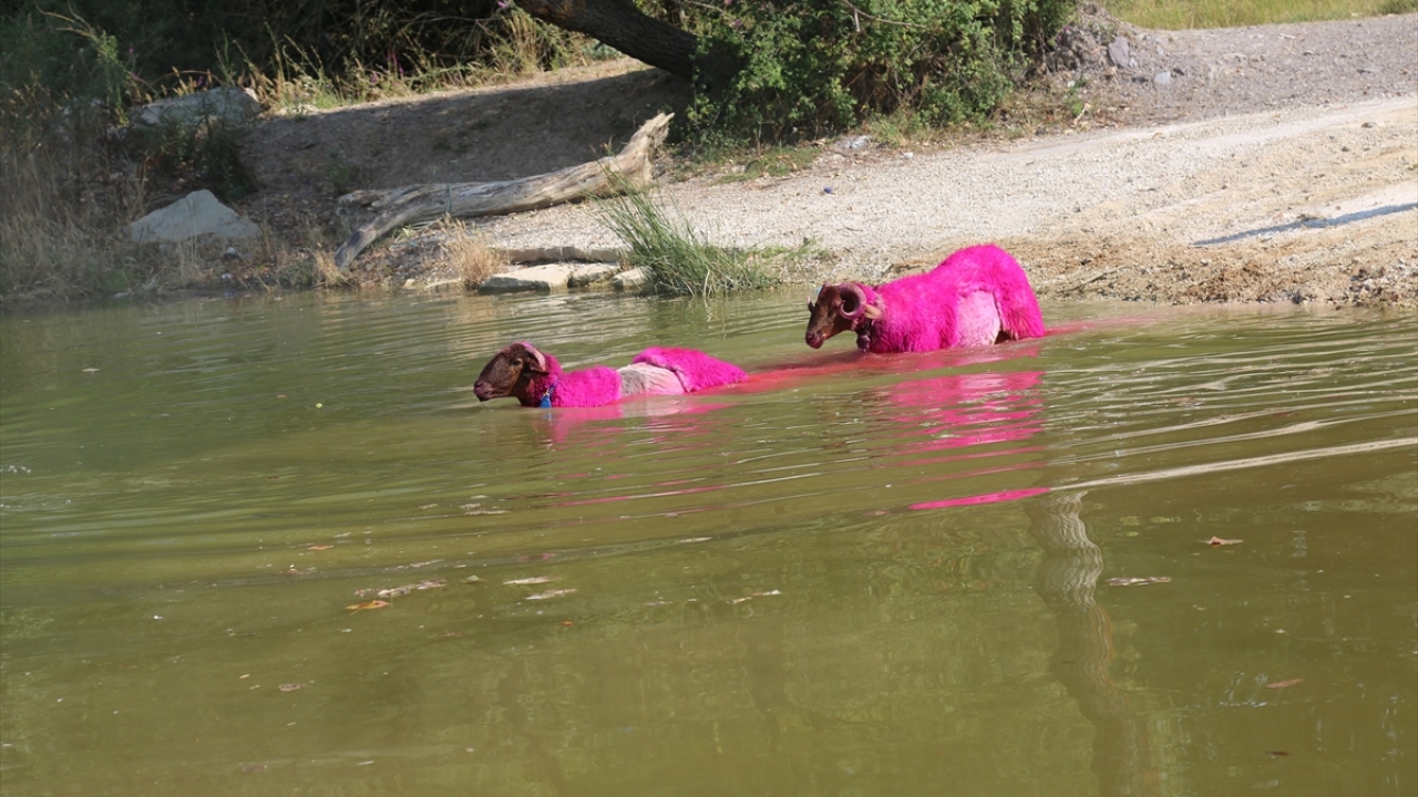Sudan koyun geçirme yarışması