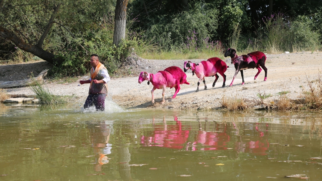 Aşağıseyit Mahallesi Köprübaşı mevkisinde, Büyük Menderes Nehri kenarında düzenlenen ve her yıl büyük ilgi gören yarışmaya, pandemi nedeniyle bu yıl yalnızca 6 çoban davet edildi. 