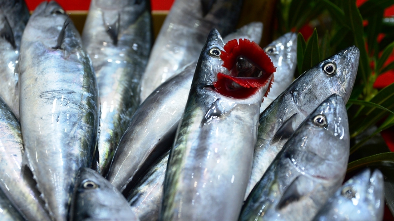 Gırgır ve trol yöntemiyle su ürünleri avcılığının Akdeniz`de 15 Eylül, diğer denizlerde ise 1 Eylül`de başlamasıyla palamut gibi balık türlerinin tezgahta bollaşması, fiyatlarının da düşmesi bekleniyor.