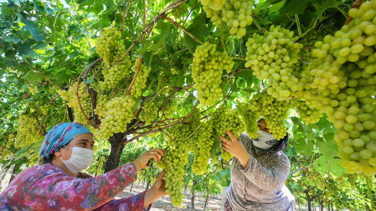 Sabahın ilk ışıklarıyla bağlara giren üreticiler, türküler söyleyerek topladıkları üzümleri, kurutma sergilerine yetiştirmek için yoğun çaba sarf ediyor. 