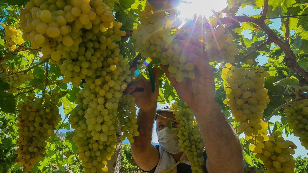 Yaklaşık bir haftada kuruyan üzümler, daha sonra ihraç edilmek üzere işletmelere gönderiliyor. 