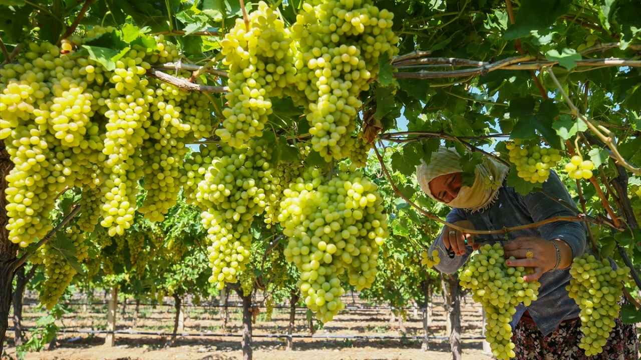 Üretilen üzümün yüzde 90`ının ihraç edildiği Manisa`da yılda ortalama 200-250 bin tona karşılık 400-500 milyon dolar kuru üzüm dış satımı gerçekleştiriliyor. 