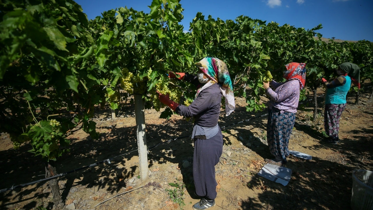Türkiye, özellikle kuru üzüm ihracatındaki başarısıyla dünyada bu alandaki liderliğini sürdürüyor. 