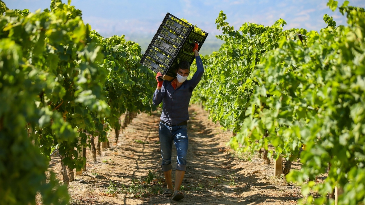 Manisa`dan ihraç edilen yaş ve kuru üzümler başta İngiltere, Almanya, Rusya, Hollanda, İtalya, Fransa ve Ukrayna gibi 100`ü aşkın ülkeye gönderiliyor.