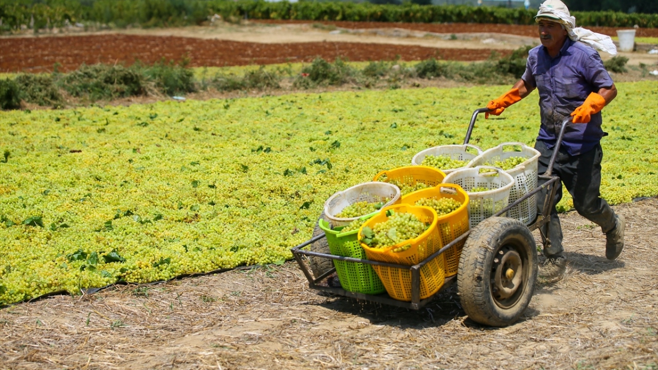Ege İhracatçı Birlikleri verilerine göre, Türkiye`nin kuru üzüm ihracatı 2018-2019 sezonunda ilk kez yarım milyon dolar barajını aşıp 516 milyon dolara ulaşarak rekor kırdı.