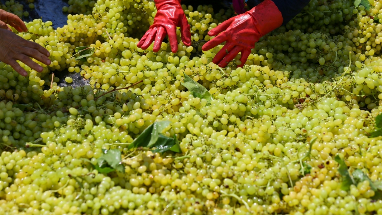 Bu yıl Sarıgöl ve Saruhanlı gibi bazı bölgelerde temmuz ayında yaşanan dolu ve sağanaktan kaynaklı doğal afetler nedeniyle kuru üzüm rekoltesinde kısmi bir düşüş bekleniyor. 