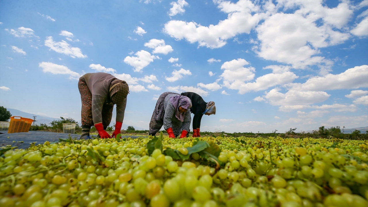 Geçen yıl 300 bin ton kuru üzüm rekoltesinin gerçekleştiği ilde bu yıl 270 bin tona yakın rekolte ön görülüyor. 
