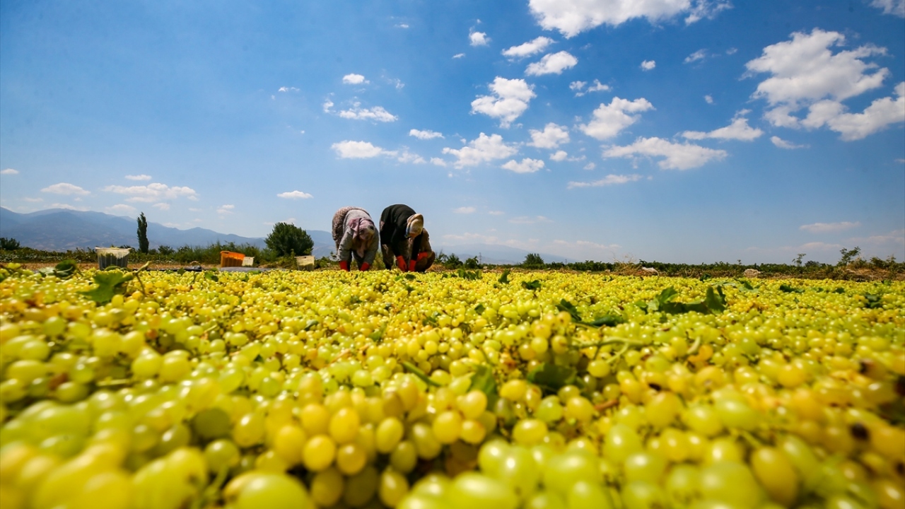Üzümün başkenti olarak nitelendirilen Manisa ovalarında 1 milyon dekar bağda 40 dereceyi bulan sıcaklıklar altında üzüm hasadı devam ediyor.