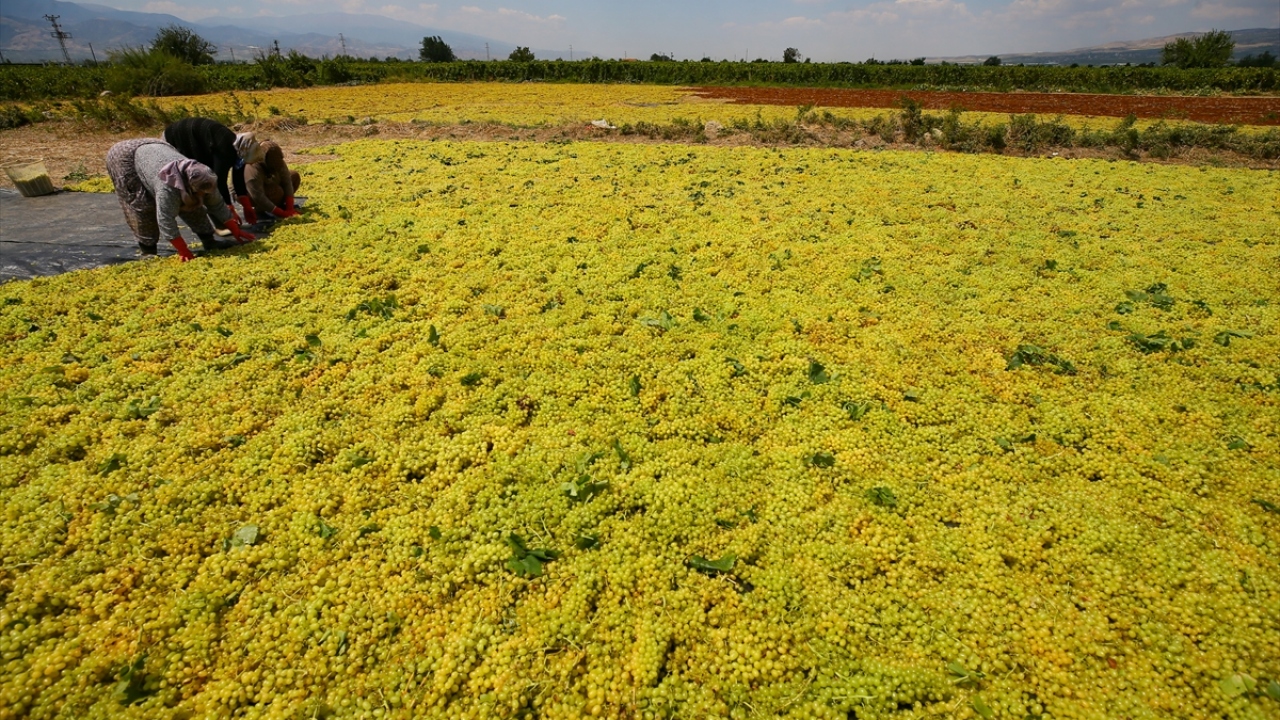 Kuru üzümün değeri ve TMO`nun müdahale alımı