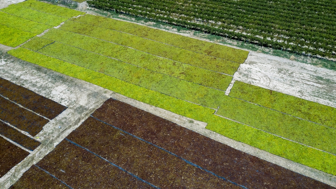 Her yıl emeğinin karşılığını almayı ümit eden üzüm üreticisi, gözünü Tarım ve Orman Bakanı Bekir Pakdemirli`nin yarın Manisa Ticaret Borsasında yapacağı rekolte ve taban fiyat açıklamasına çevirdi.