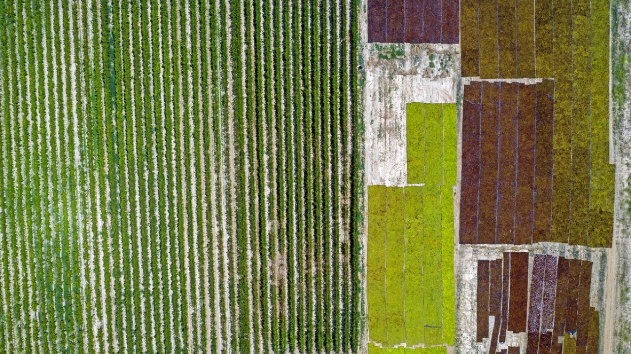 Sarıgöl Ziraat Odası Başkanı Ali İhsan Ülgen ise 2020 yılında üretim maliyetlerinin arttığını ve temmuz ayında aşırı yağışlardan kaynaklı bir doğal afet yaşadıklarını ifade ederek, bu yıl kuru üzümde taban fiyatın 13 ila 15 lira arasında olmasını bekledik