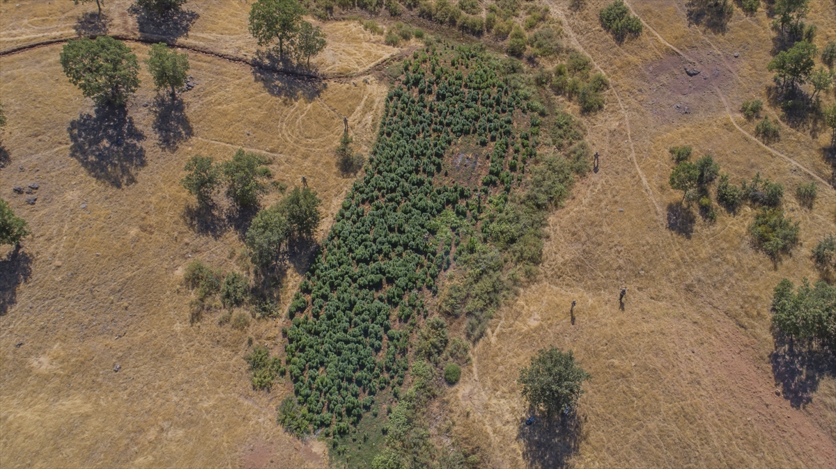 Kenevirleri sulamak amacıyla tarlalara kurulan sulama sistemi malzemelerinin ele geçirildiği operasyonda, sökülen kenevirler yerinde imha edildi.