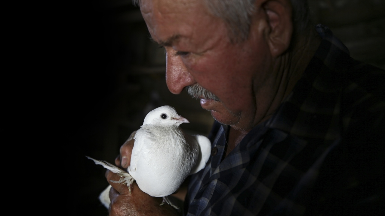Sabahın ilk saatlerinden akşama kadar güvercinlerinin bakımı ve beslenmesiyle uğraşan Yılmaz, tek tek ilgilendiği kuşlarından hastalananları ise karantina kümesinde tedavi ederek iyileştirmeye çalışıyor.
