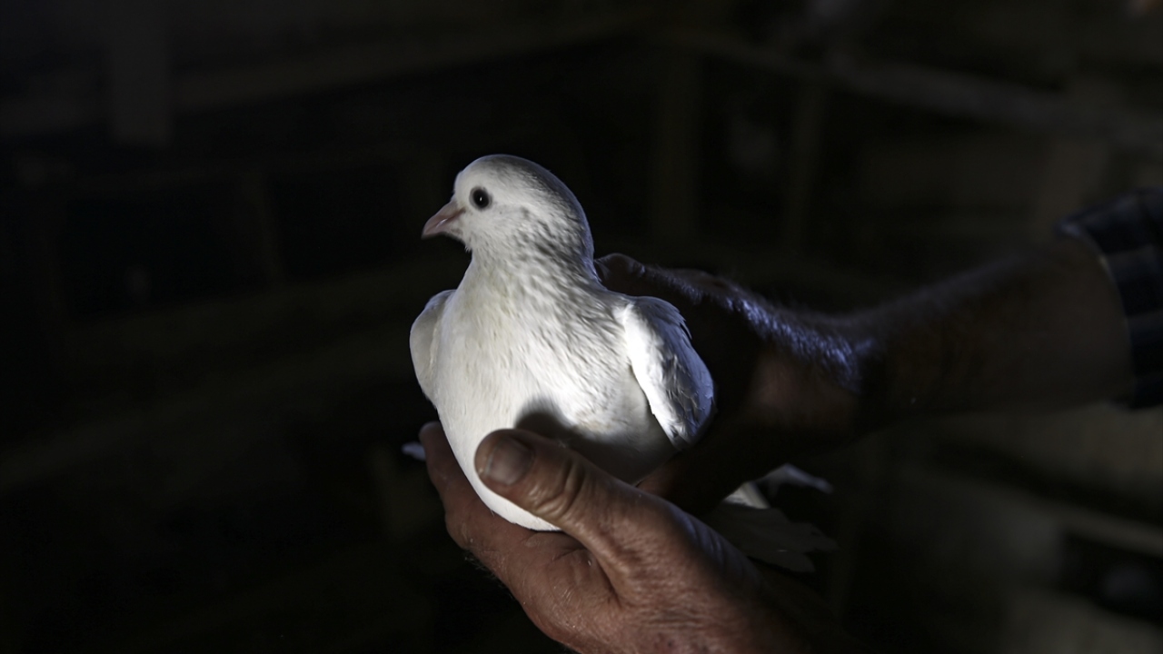 Gündelik yaşamın stresinden güvercinleriyle uzaklaşan 68 yaşındaki 3 çocuk sahibi Yılmaz, Sarayönü ilçesindeki evinde 6 kümeste beslediği "can dostlarına" gözü gibi bakıyor.