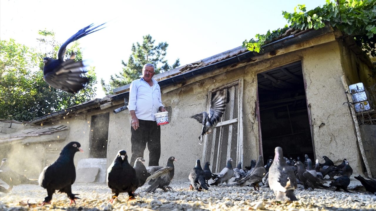 "Ameliyat olmam lazım ama kuşlarımı bırakıp gidemiyorum"