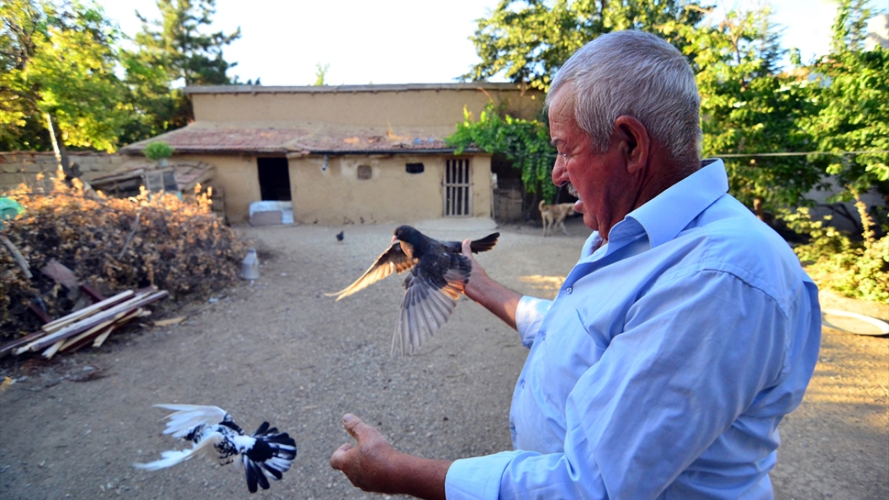Yılmaz, bakımı iyi yapılan bir güvercinin 15-20 yıla yakın yaşadığını sözlerine ekledi. 