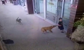 İstanbul'da sokak köpeklerinin çocuğa saldırısı kamerada