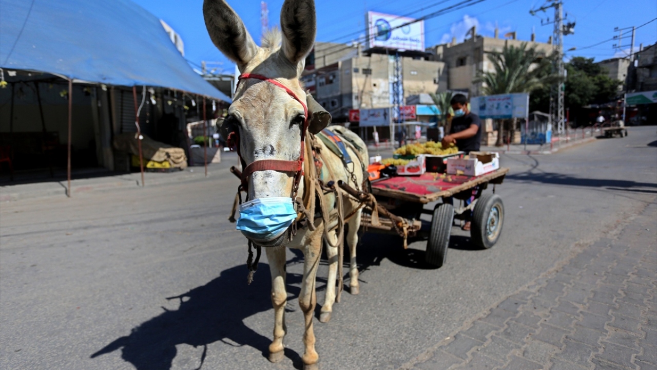 Bir satıcı, eşeğine de maske taktı.
