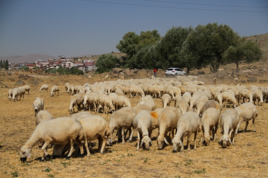 Kooperatif kredisiyle koyun alıp sürü sahibi oldu