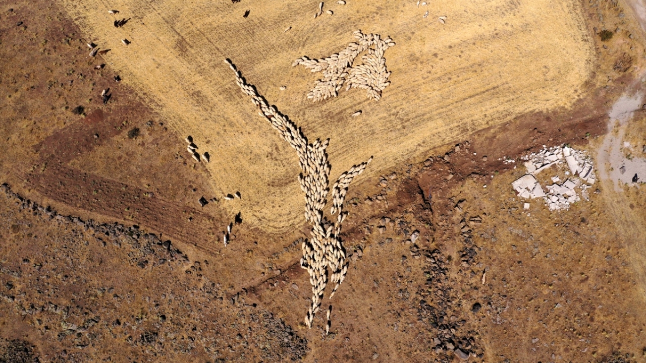 Parası olmadığı için eşinin 10 bileziğini satarak traktör alan ve hayvan yemi üretimine başlayan Kılıçkaya, umduğunu bulamayınca çevresinin de teşvikiyle ata mesleği hayvancılığa yöneldi.