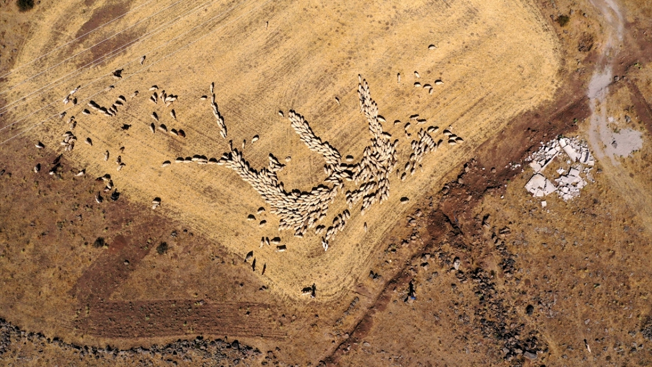 Tarım Kredi Kooperatifinden aldığı 62 bin liralık destekle 100 koyun alan ve 7 yılda borcunu bitirip 250 koyunluk sürüye ulaşan Kılıçkaya, hayvancılıkta geleceğe umutla bakıyor. 