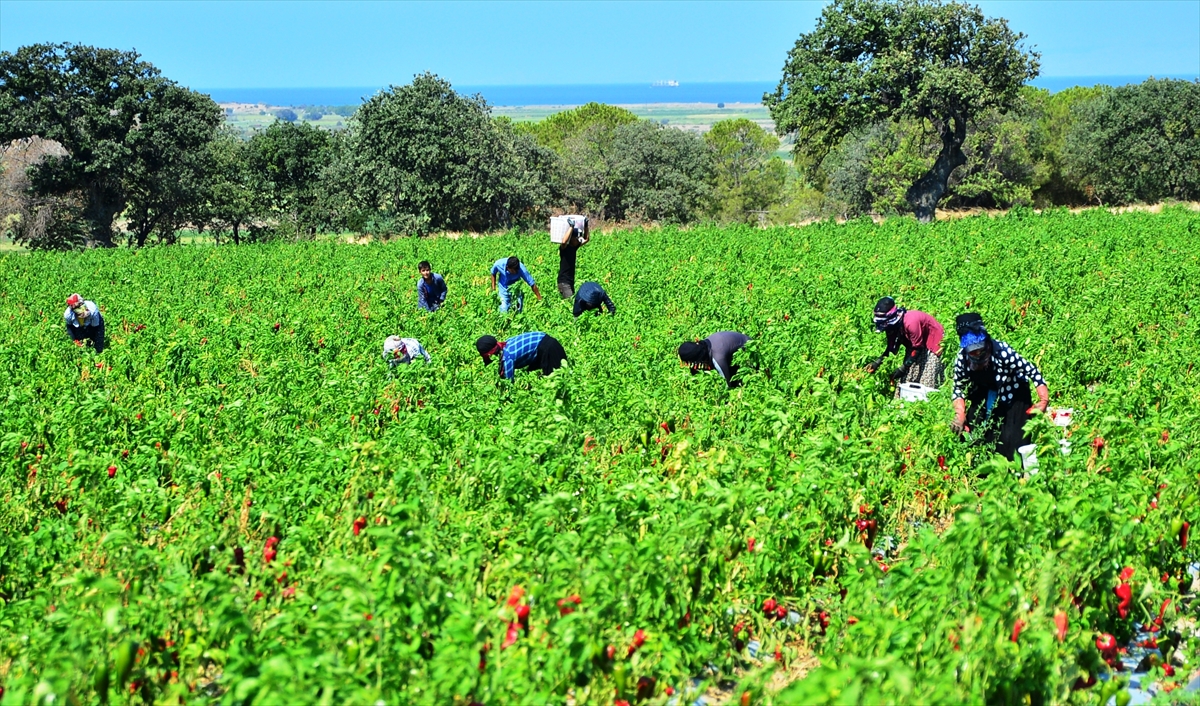 Çanakkale Ziraat Odası Başkanı İsmail Kaya, yaptığı açıklamada, ilde salçalık kırmızı biberin üretim alanının her geçen sene arttığını söyledi.
