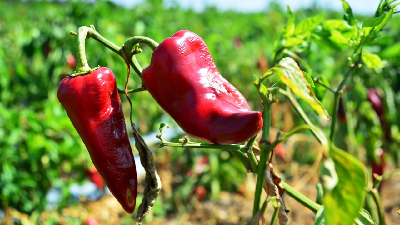 Alım fiyatının kilogram başına 3 lira olmasının üreticiyi memnun ettiğini dile getiren Kaya, biberin tüketiciye 4,5-5 liradan ulaştığını anlattı.