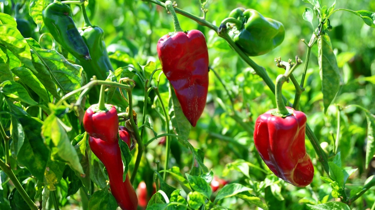 Çıplak köyü muhtarı Ufuk Göçoğlu da fide dikimine nisan sonunda başladıklarını bildirdi.