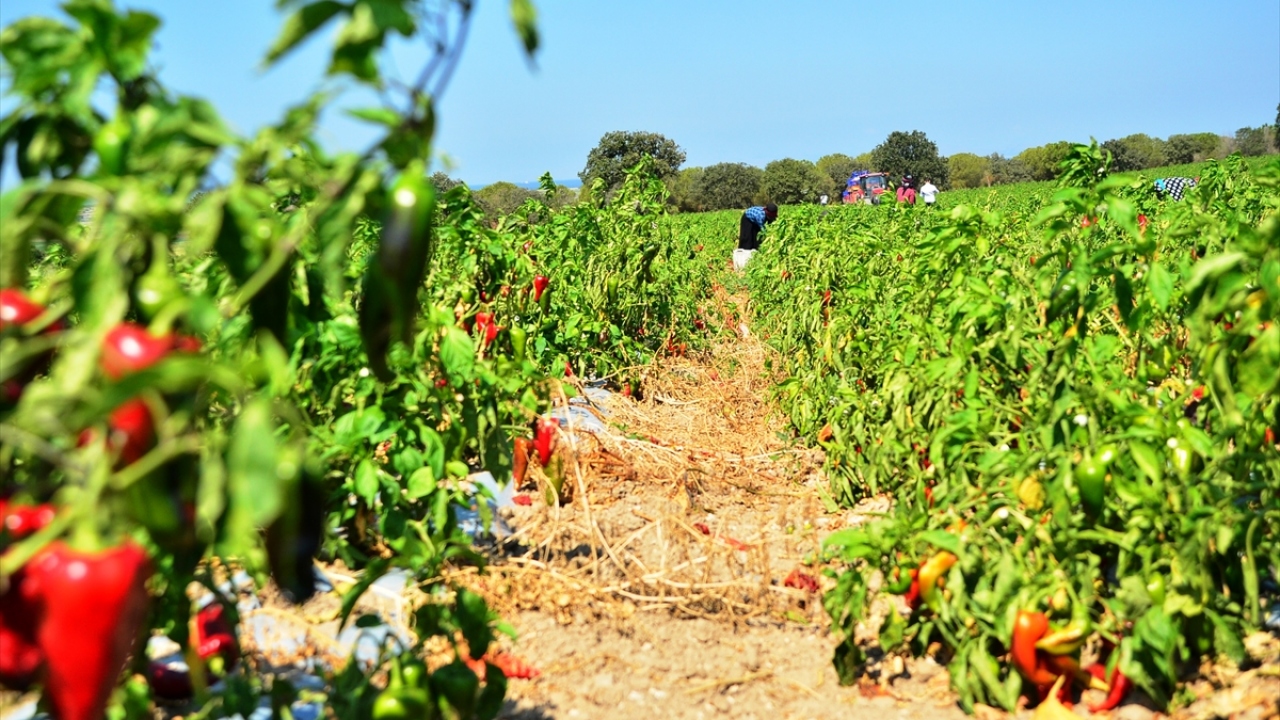 Göçoğlu, gelecek sene 250-300 dönüm alanda dikim yapmayı hedeflediklerini sözlerine ekledi.