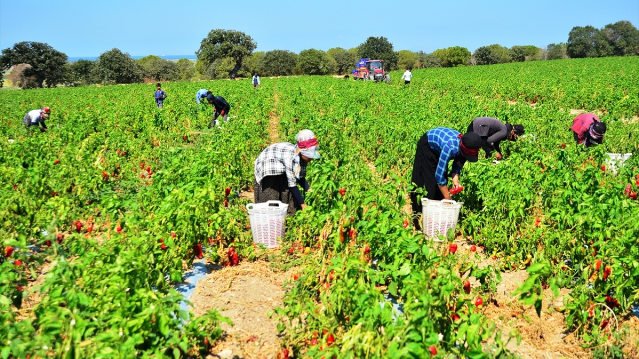 Kumkale Ovası`nda çiftçilik yapan İlhan Ural ise bugünlerde hasatta dördüncü kırıma devam ettiklerini belirtti.
