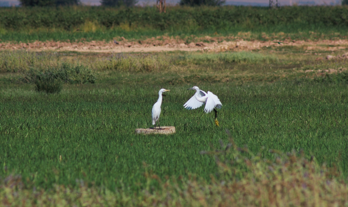 GAP kapsamında yapılan, dünyanın sayılı, Türkiye`nin de en uzun sulama tüneli olan Suruç Tüneli sayesinde, Atatürk Barajı`ndan Suruç Ovası`nın topraklarına 6 yıl önce su verilmeye başlandı. 