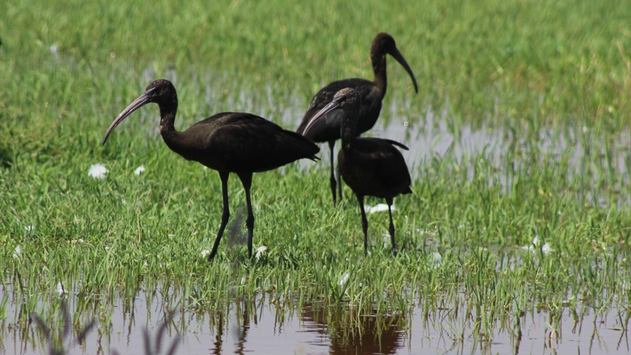 Suya kavuşan bereketli Suruç Ovası toprakları yeşile büründü. 