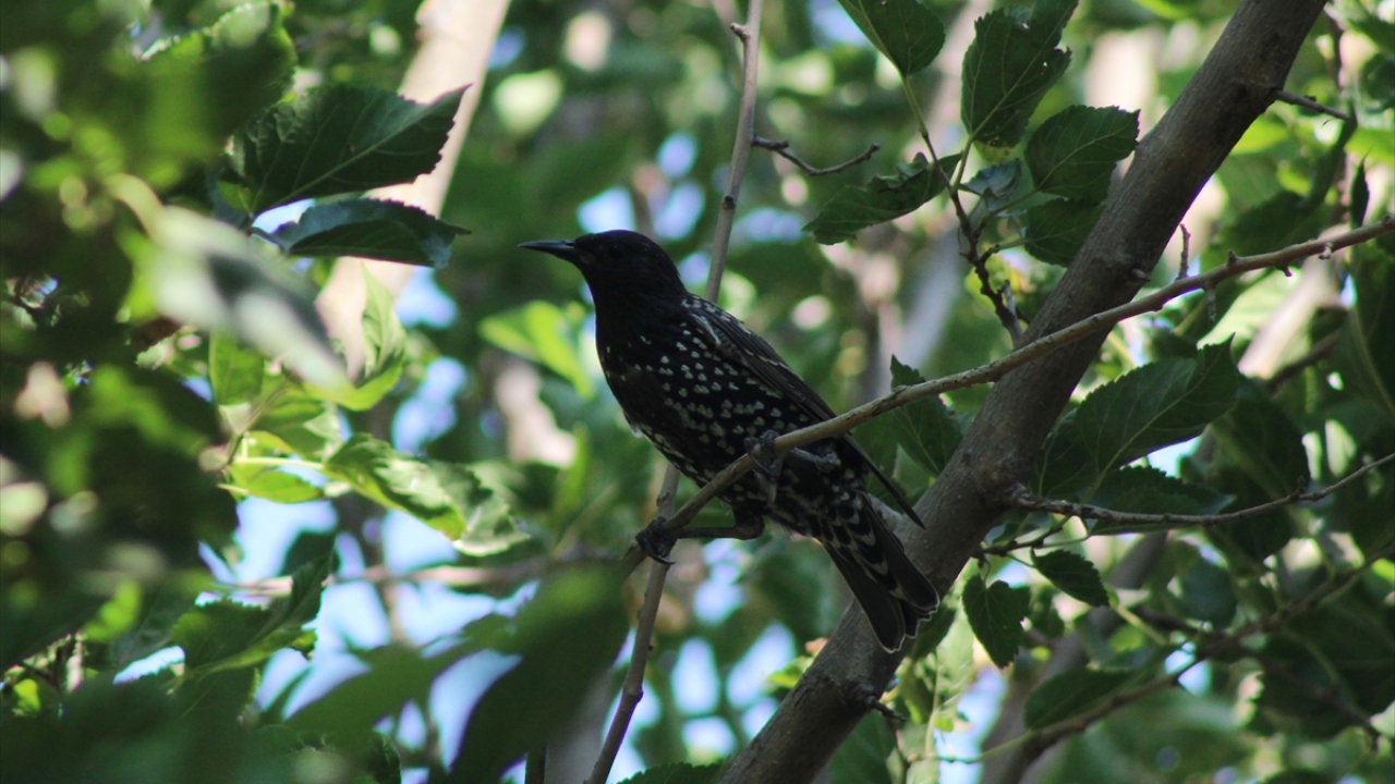 Bu kapsamda ovada su sayesinde bazı alanlarda oluşan göletler farklı kuş türlerinin doğal yaşam alanı olmaya başladı. 