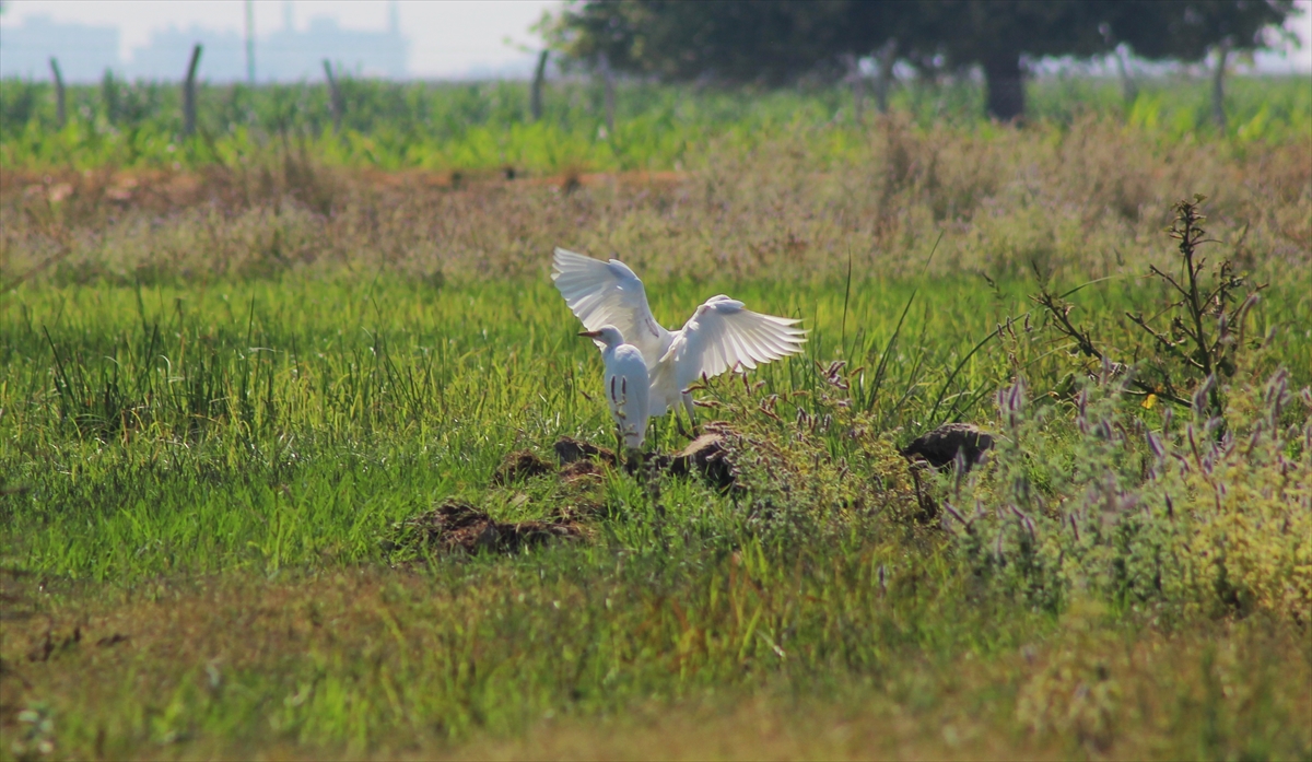 İlçeye yaklaşık 5 kilometre uzaklıktaki Kırsal Yurtçiçeği Mahallesi`ndeki gölette beslenen gri balıkçıl, çeltikçi kuşu, ibibik, ak balıkçıl, uzun bacak, su tavuğu, sığırcık, arı kuşu, ördek, uzun gagalı kervan çulluğu güzel görüntü oluşturdu.