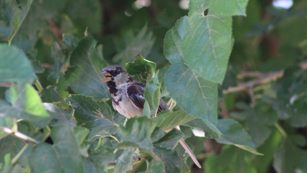 Bölge zaman zaman kuşları görmek için gelen doğa sevenleri de ağırlıyor. 