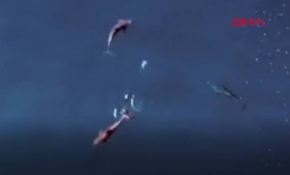 Meksika’da yunusların nadir anları dronla görüntülendi