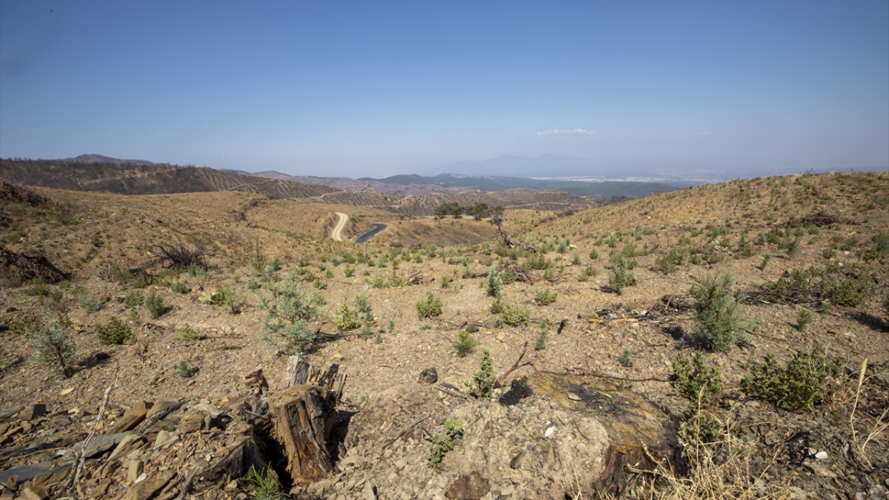 Yanan ağaçların kesilerek sahadan çıkarılmasıyla başlayan süreçte 1300 orman köylüsü görev aldı.