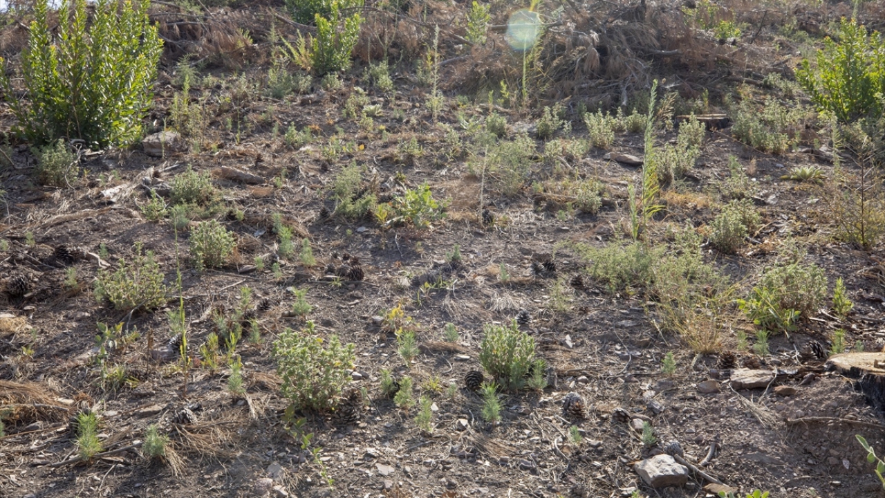 Derince, alanın tamamının fidan dikim işlemine hazır olduğunu belirterek, şöyle devam etti: