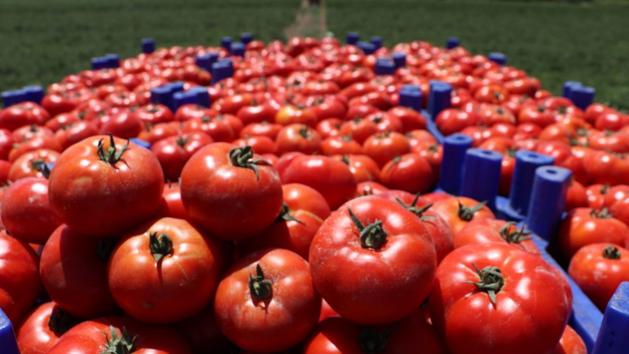 Lezzeti toprağındaki potasyum ve sert rüzgar