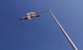 Ayağına maske takılan martı, direkte asılı kaldı