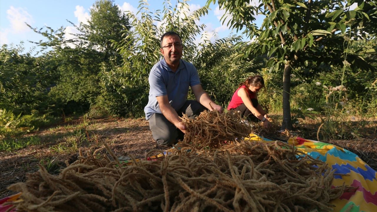 Kestanenin meyvesi, balı ve kerestesinden sonra çiçekleri de değerlendirilecek