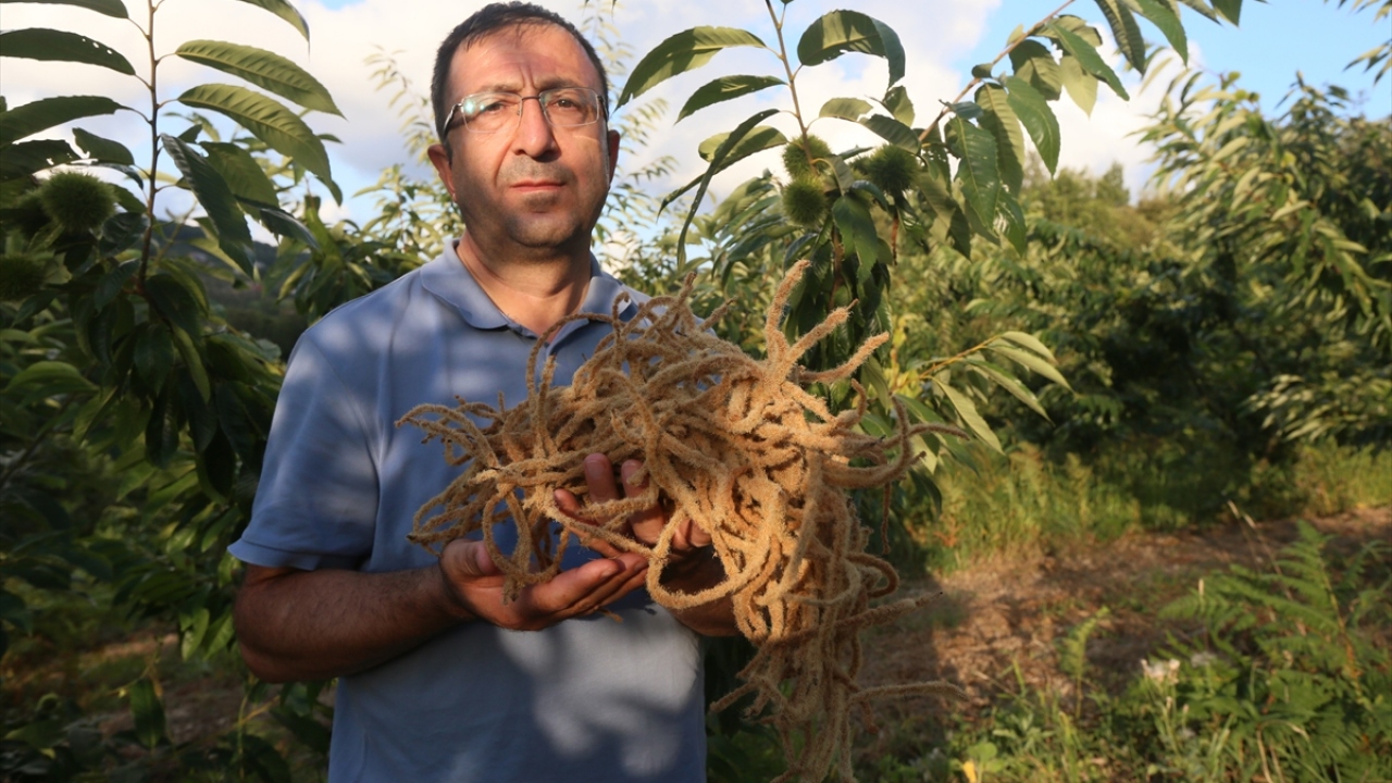 Proje ilk olarak Artvin, Trabzon, Giresun, Ordu ve Samsun illerinde uygulanacak