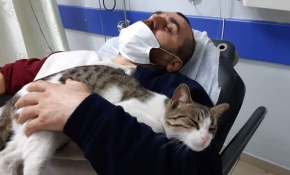 Hastanede 6 saat boyunca başında bekleyen kediyi sahiplenecek