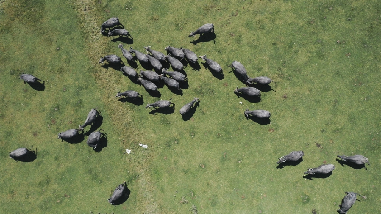 Edirne`nin ender manda yetiştiricilerinden Metin Karaarslan, meşakkatli olmasına karşın işini severek yapıyor.
