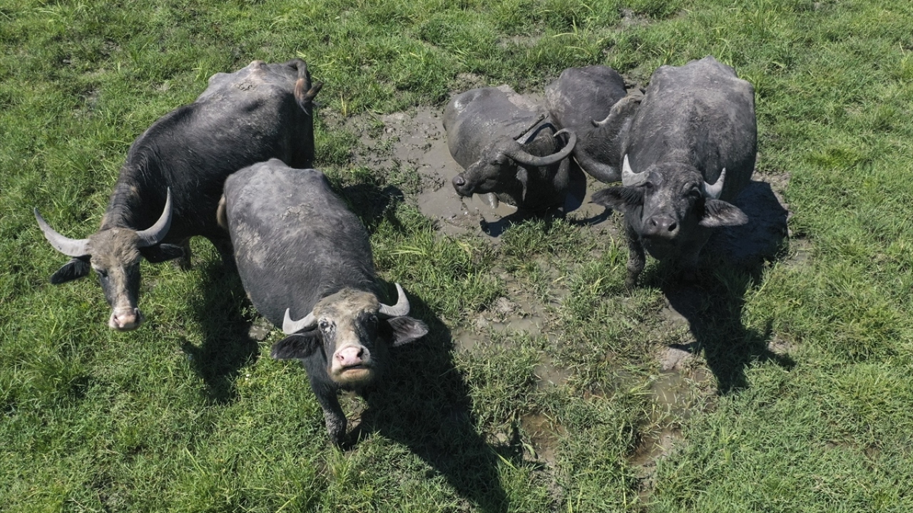 Sulak alanı seven mandalar için içerisinden nehirler geçen ve çokça göl bulunduran kentte manda yetiştiriciliğin zahmeti, üreticiyi başka alanlara sevk ediyor.
