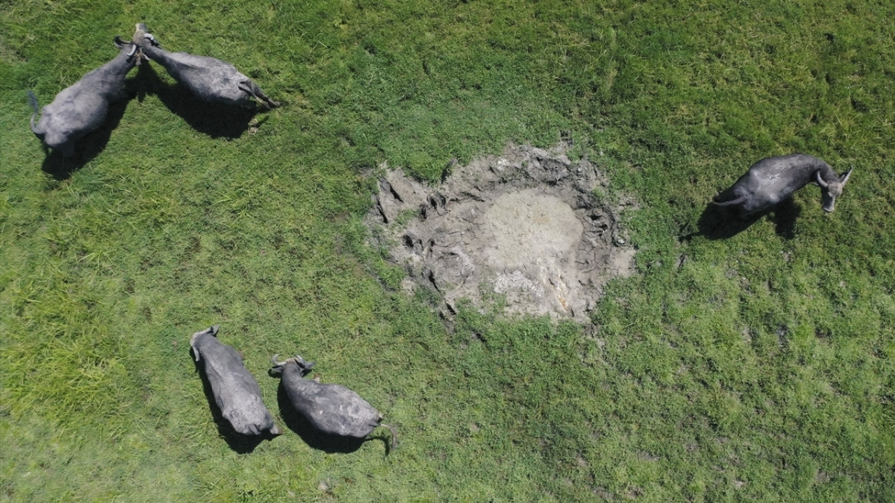 Edirne`nin ender manda yetiştiricilerinden 127 baş mandası bulunan Metin Karaarslan ise 30 yıldır bu meşakkatli uğraşından vazgeçmeyenlerden.